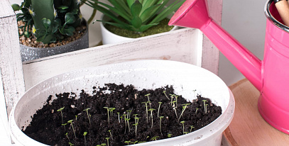 Рассада в марте: что сеять на рассаду, если за окном еще снег